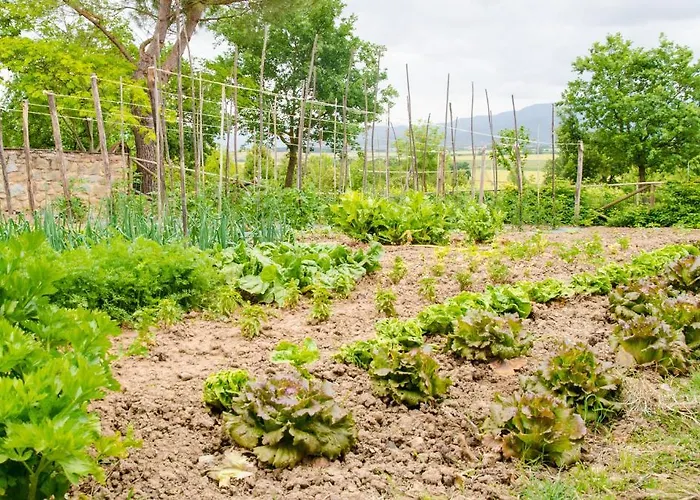 San Francesco Cortona
